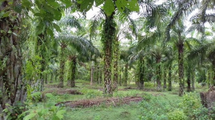 RSPO akan Larang Penanaman Sawit Baru di Lahan Gambut