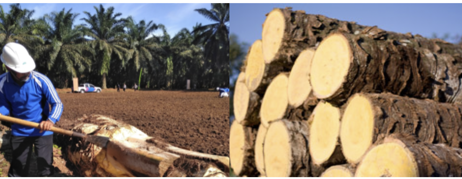 4000 Gambar Buah Kelapa Sawit Mentah HD Terbaik 4000 Gambar Buah Kelapa Sawit Mentah HD Terbaik