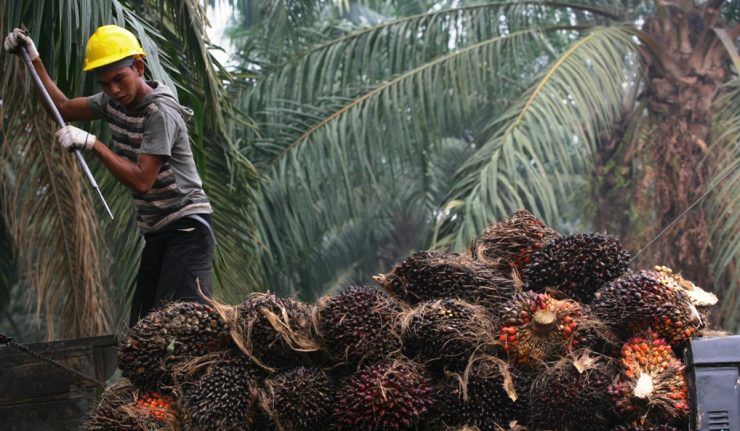 House Wants Palm Oil Included in Trade Negotiations